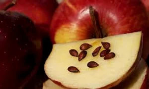 semintele de mar index jpeg