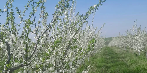 livada brabova, dolj   foto arhiva daniel pavel (3) jpeg