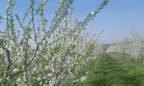 livada brabova, dolj   foto arhiva daniel pavel (3) jpeg