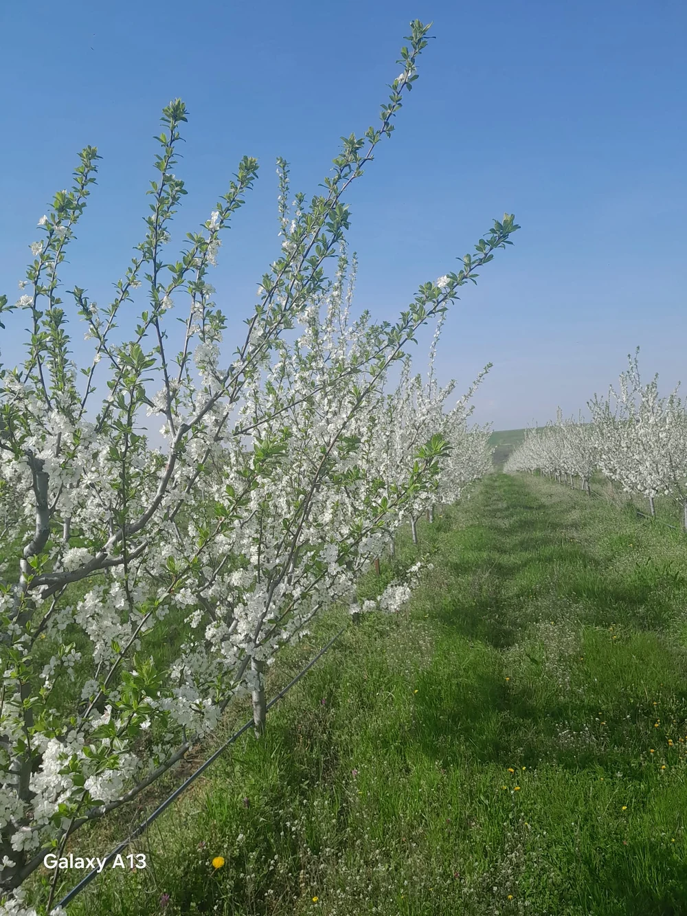 Criză în livezile românești: motorina de 10 lei și prețul dublat al îngrășămintelor transformă fructele și cerealele în produse de lux