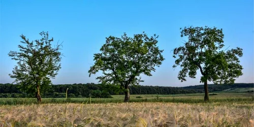 proiectul fotografic Trei copaci al profesorului Mirel Matyas