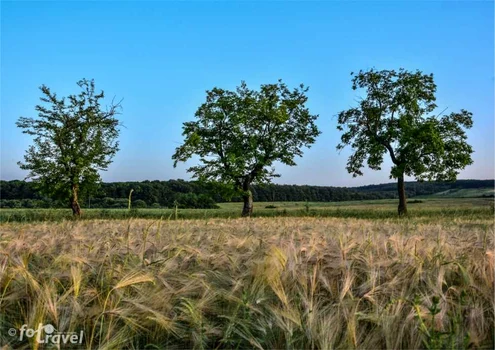 proiectul fotografic Trei copaci al profesorului Mirel Matyas