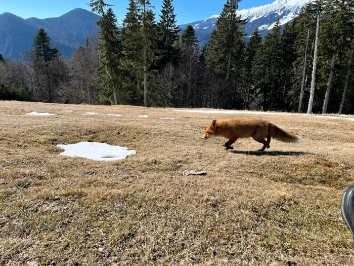 Imagini cu o vulpe curioasă din Parcul Naţional Piatra Craiului.