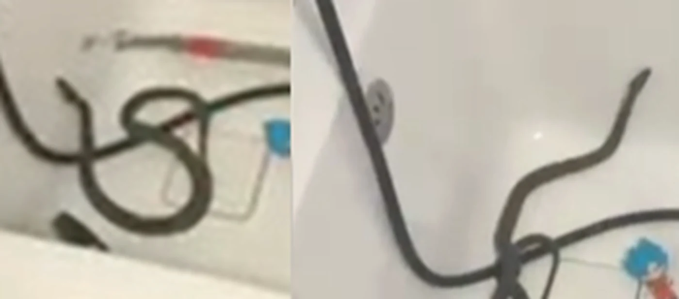 Șarpele a fost eliberat în natură