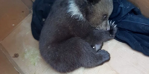 Pui de urs salvat de salvamontişti FOTO Salvamont