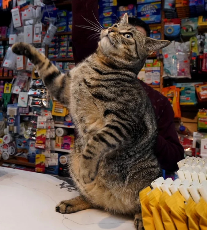 Aceste feline aduc o mare bucurie clienților (Foto: Profimedia)