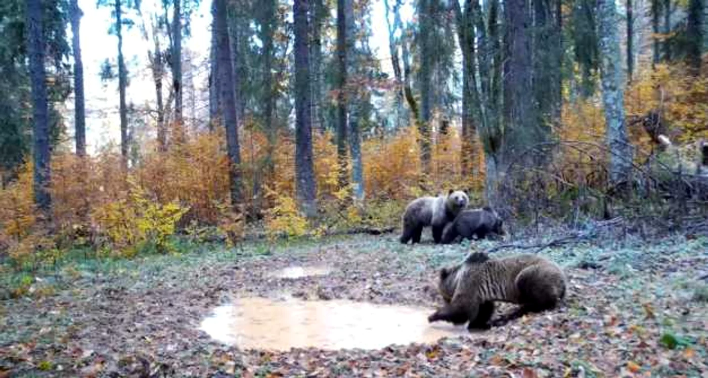 Cei trei urşi în poieniţa din pdăure. Foto: captură video Parcul Natural Apuseni