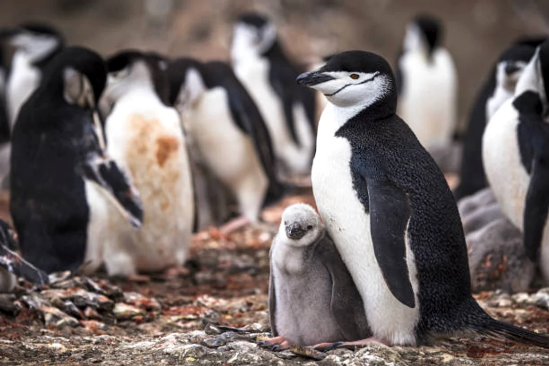 Pinguinii Chinstrap trăiesc în Antarctica