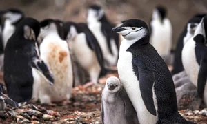 pinguin chinstrap istock jpg