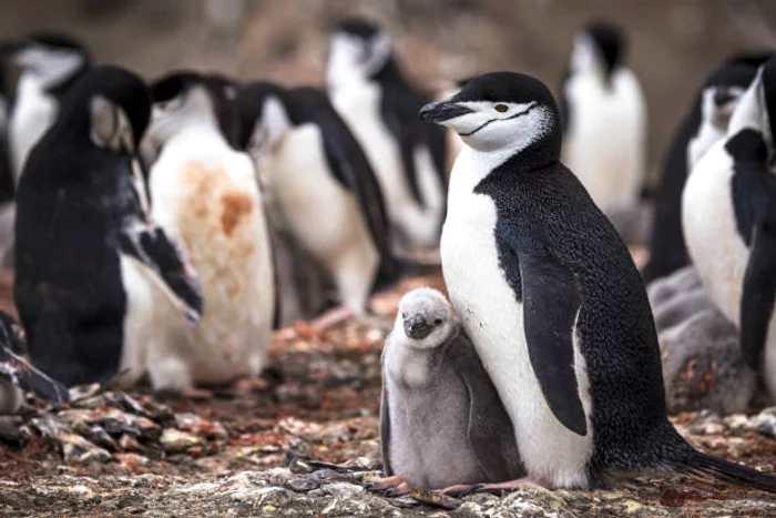 Pinguinii Chinstrap trăiesc în Antarctica