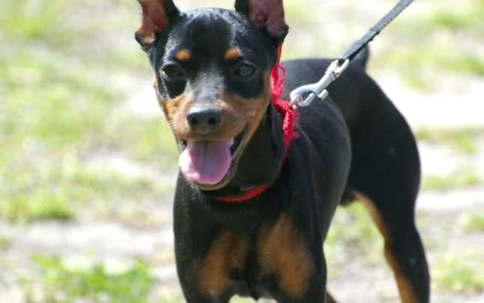 cainele pinscher pitic pret