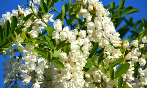 1 74781 original jpg jpeg