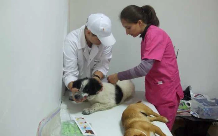 Sterilizare de câini