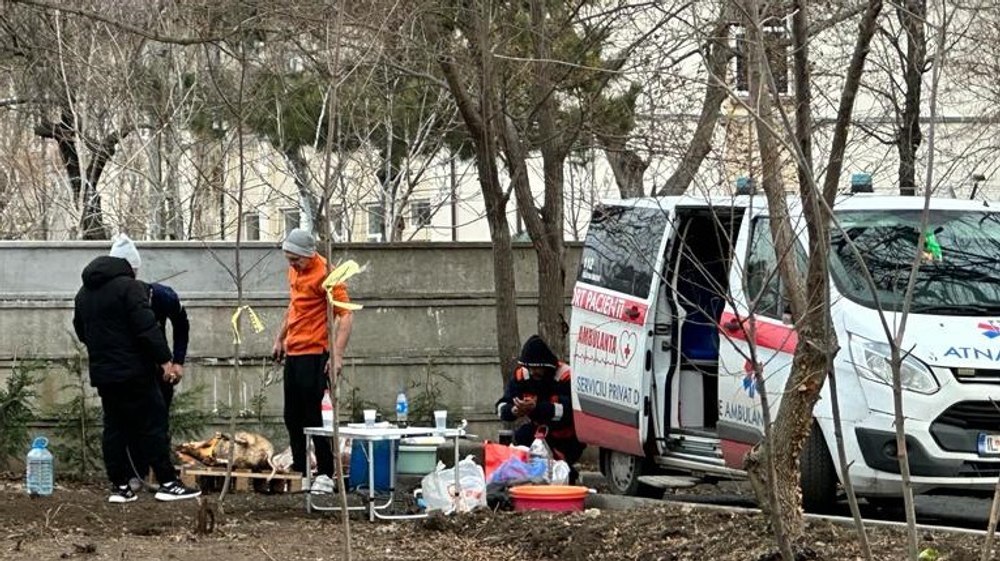 Porci sacrificați într-un parc din Constanța. Animalele au fost aduse cu o ambulanță privată