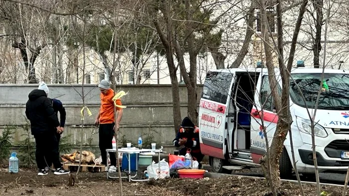 Porcii tranșați în parc FOTO Constanța de Azi