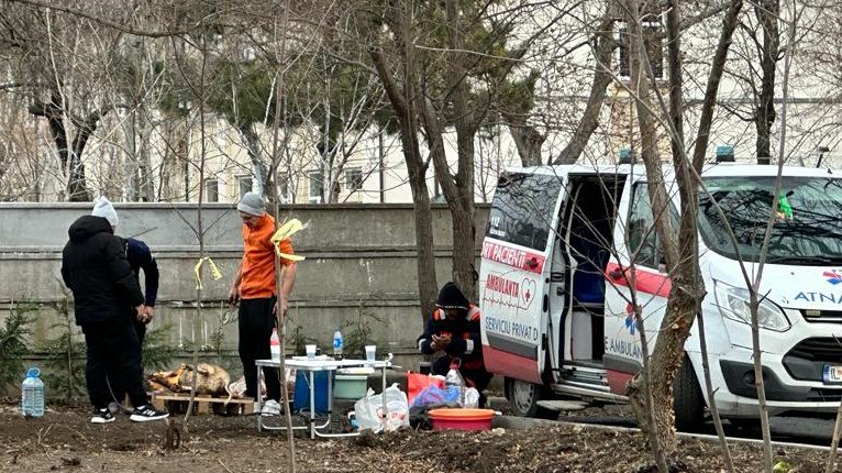 Porci sacrificati intr-un parc din Constanța cu ajutorul unei ambulante private Porci sacrificati intr-un parc din Constanța cu ajutorul unei ambulante private
