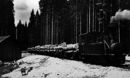 Codru i frate cu românul, dar românu i frate cu pădurea? jpeg