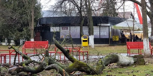 copac prabusit din senin foto primaria hunedoara