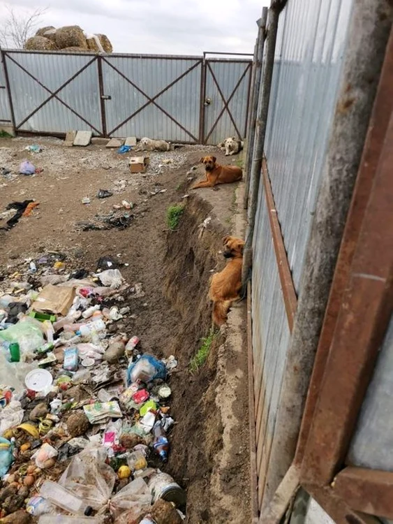 
    Poliţia Galaţi face cercetări pentru rănirea sau schingiuirea animalelor în acest cazfoto: Facebook  