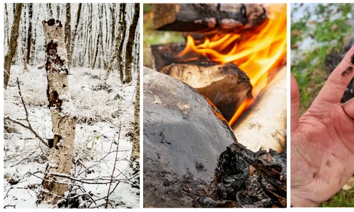 Scoarța de mesteacăn a fost folosită pentru a produce gudron de peste 150.000 de ani (© Tjaark Siemssen, CC-BY 4.0)
