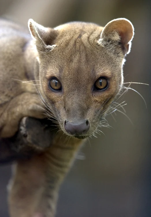 Click! îţi arată 6 dintre cele mai ciudate animale de pe Pământ(Foto: Shutterstock.com)
