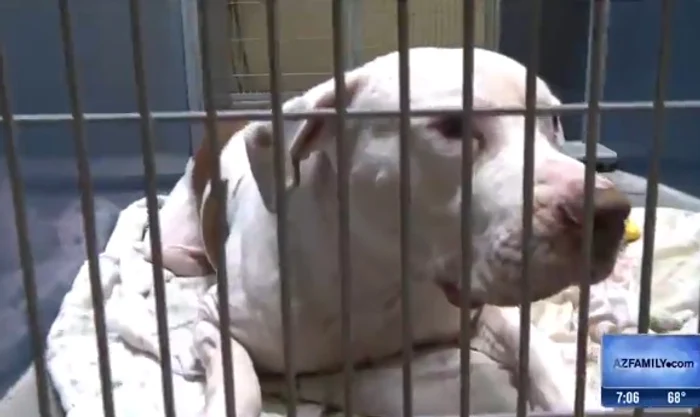 Câinele îşi va petrece restul vieţii într-un adăpost