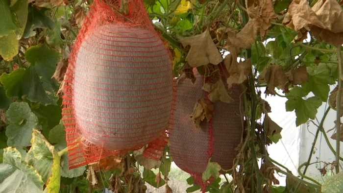 Fructul a fost aclimatizat la Buzău FOTO: antena 1