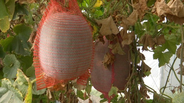 Fructul care rezistă un an fără să fie refrigerat. Se cultivă la Buzău și poate depăși 20 kg Fructul care rezistă un an fără să fie refrigerat. Se cultivă la Buzău și poate depăși 20 kg