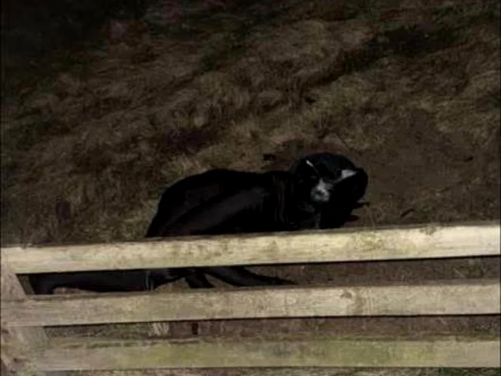 Persoana costumată în felină/FOTO: Facebook