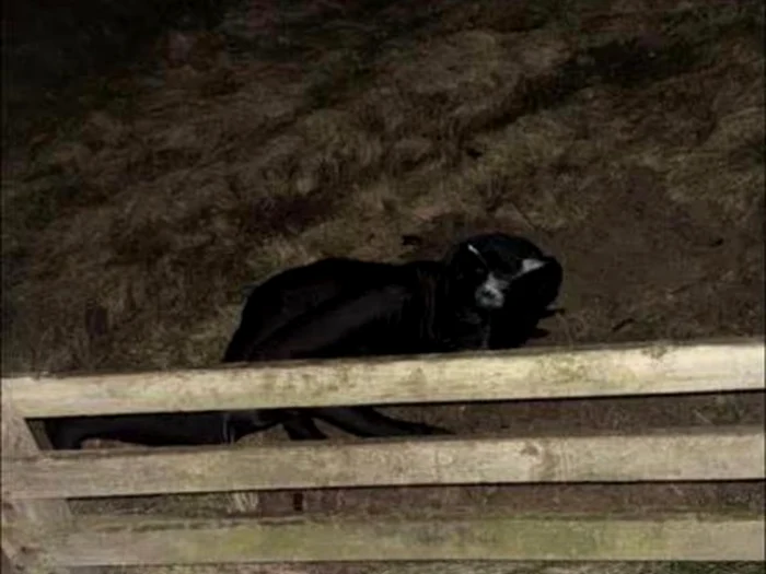 Persoana costumată în felină/FOTO: Facebook