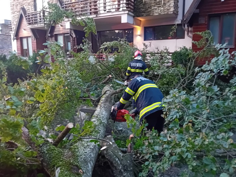 Două femei rănite de un copac prăbușit în București