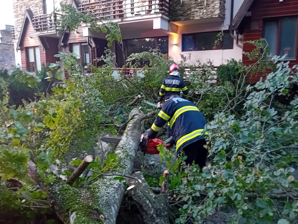 Un copac a căzut peste două femei, pe stradă, în București
