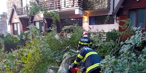copac cazut isu prahova jpeg