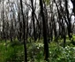 Natura îşi revine în Australia. FOTO EPA-EFE