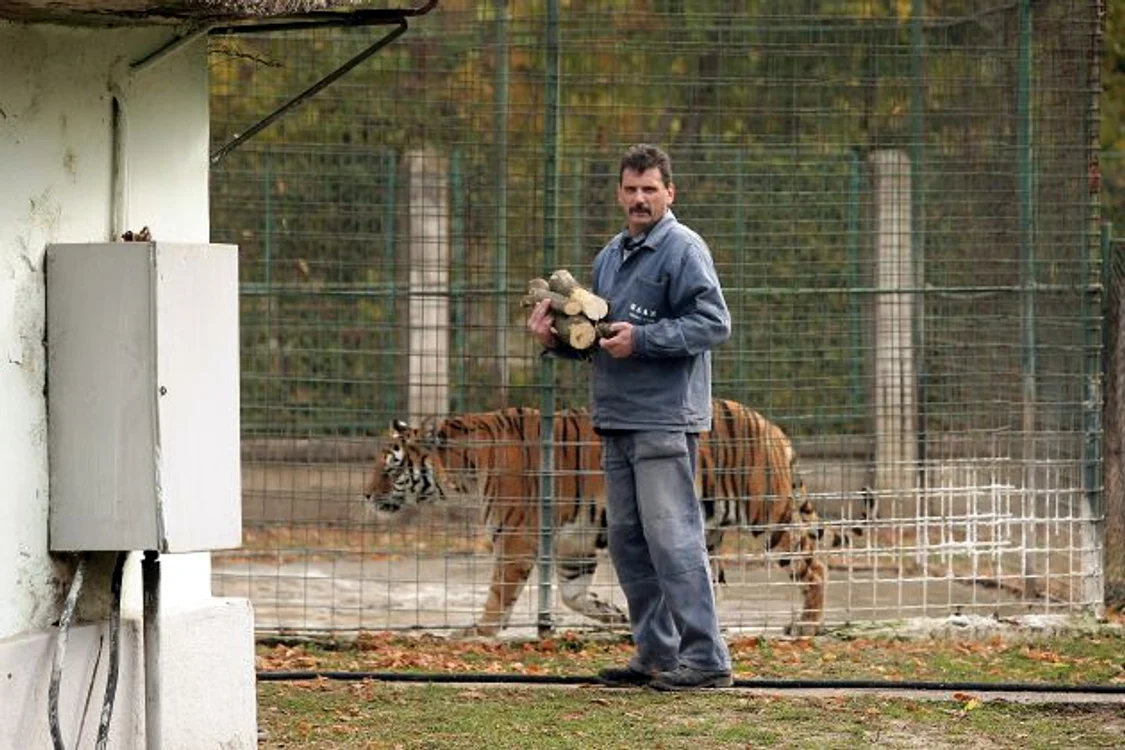 Angajaţii de la Zoo au cărat astăzi lemne pentru a face focul în sobele din adăposturile animalelor.