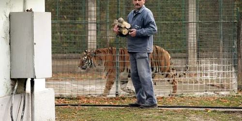 Angajaţii de la Zoo au cărat astăzi lemne pentru a face focul în sobele din adăposturile animalelor. 