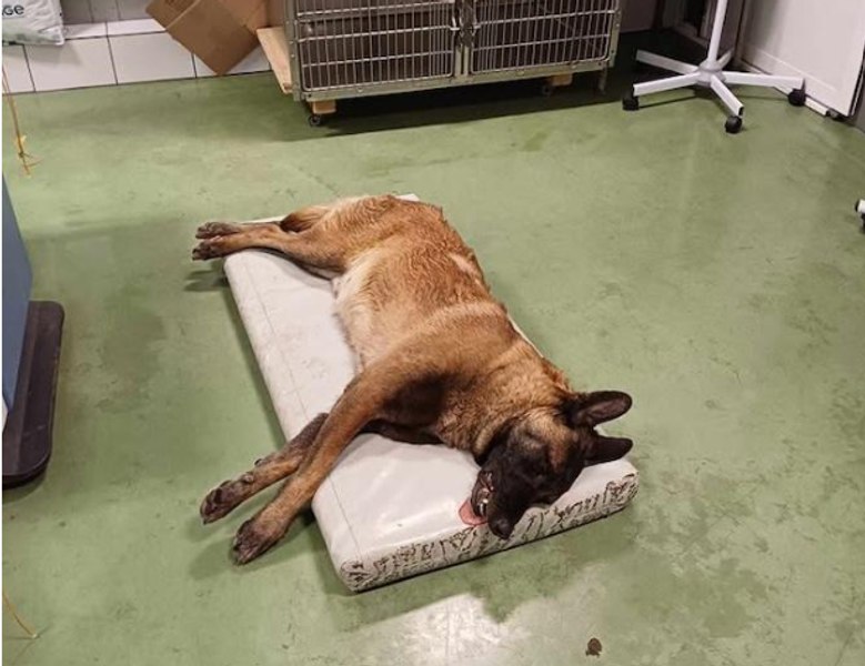 Un câine a fost împușcat chiar în curtea stăpânilor. „După o săptămână a trebuit să-l eutanasiem. Nu mi-am revenit nici acum”