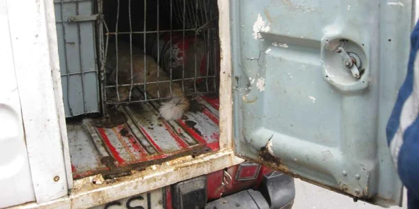 Vulpea a fost tranchilizată de angajaţii dela Salubris