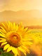 floarea soarelui lan jpg
