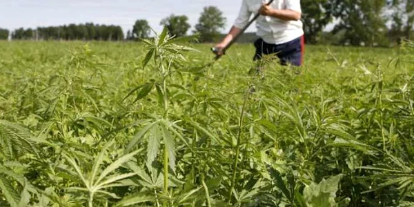 cannabis