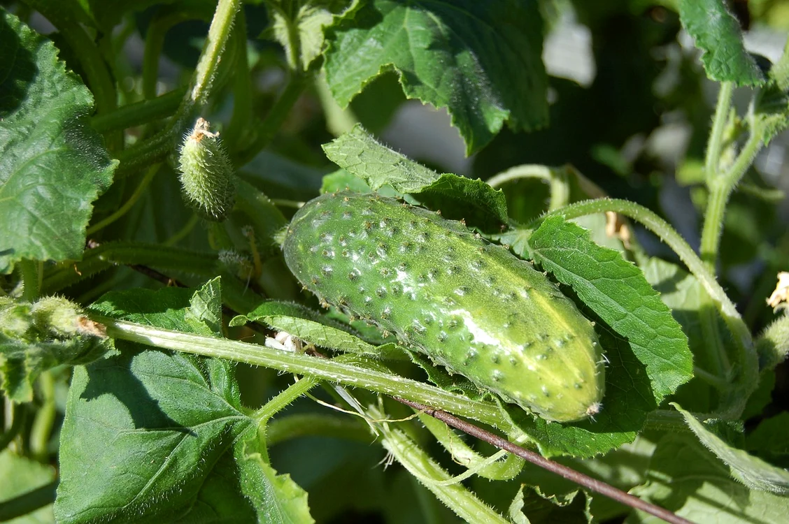 Castraveții nu pot fi plantați lângă orice legumă / foto: Pixabay