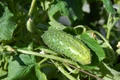 cucumbers 950695 1280 jpg