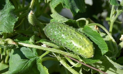 cucumbers 950695 1280 jpg