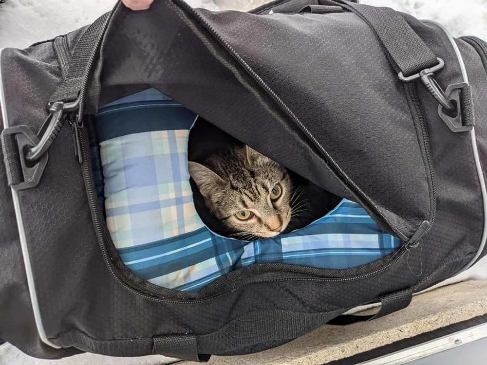
    O pisică a reușit să alerteze o întreagă echipă de intervenție Sursă foto: Facebook / Butler County Sheriff’s Office  