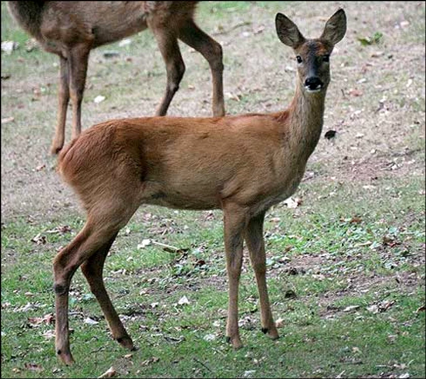 
    Căprioarele au fost sacrificate, carnea lor fiind găsită la locuința celui care le-a tăiat  