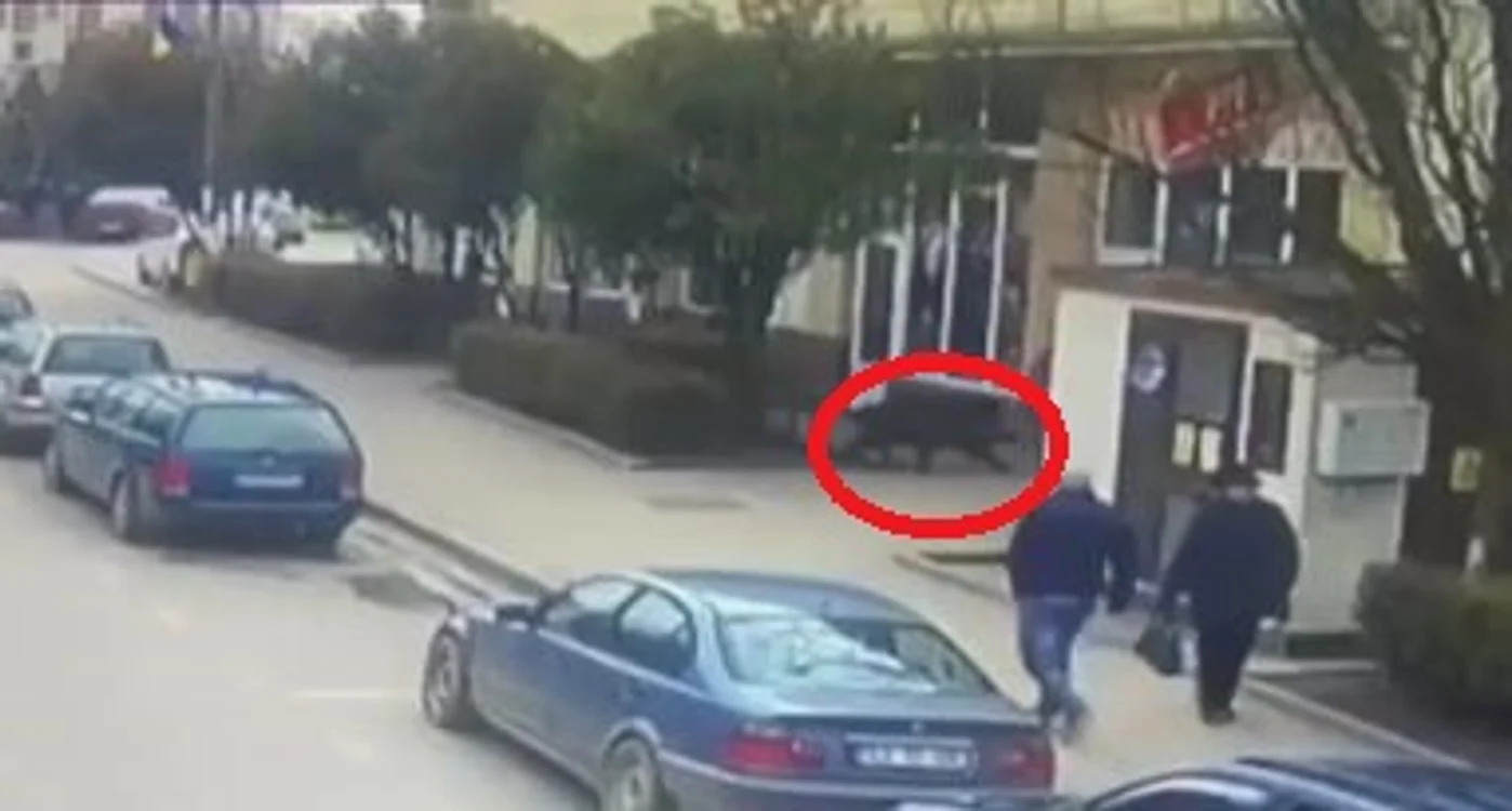 
    Un porc mistreț a atacat două persoane în Sălaj Foto: Captură Video  