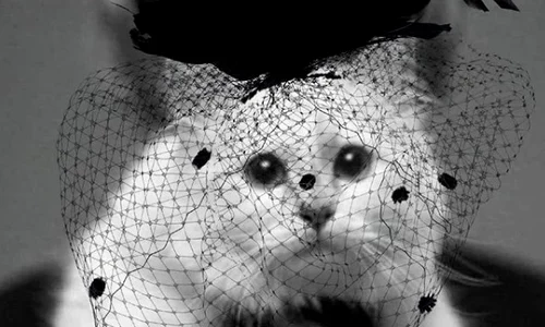 1 choupette lagerfeld jpg jpeg