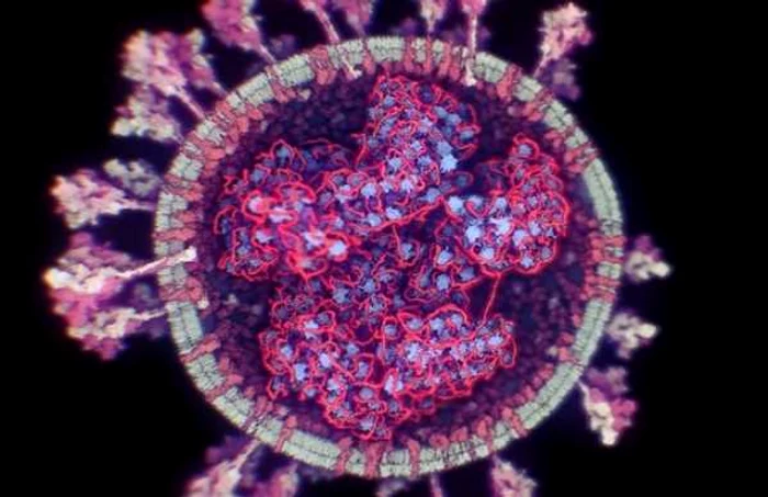 Coronavirus poza 3D