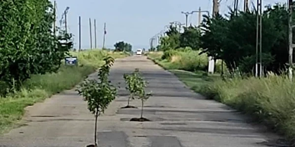 visini plantati gropi comuna rociu