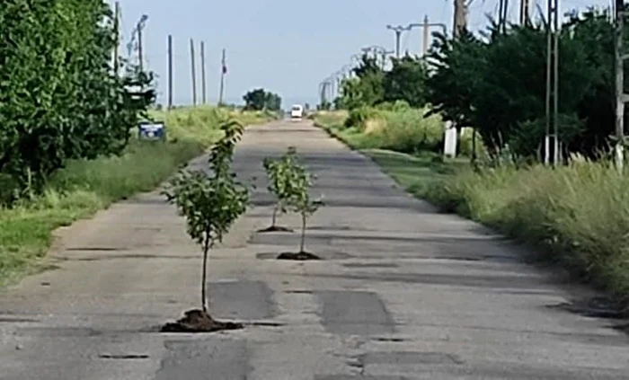 Drumul pe care au fost plantaţi vişinii nu a mai fost reabilitat de ani buni FOTO: FDacebook/Info Trafic Pitesti/Daniela Badea